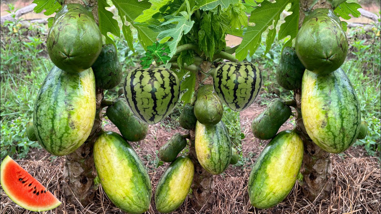 How to grafting watermelon with papaya to get fruit from the same