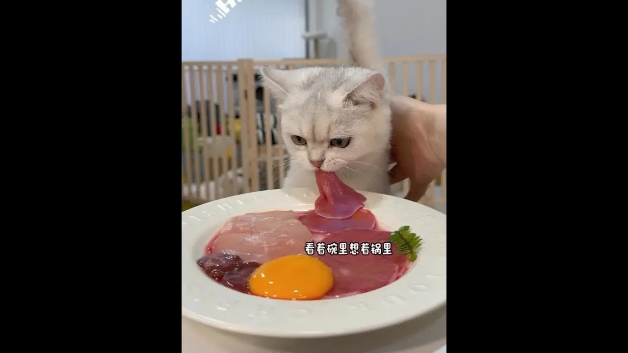 Kitten is the antidote to life. Who has such a cute little kitten?