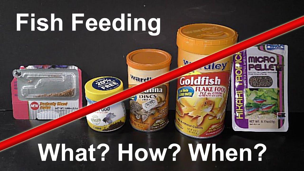 Feeding Fish How Often How Much And What YouTube feeding-fish-how-often-how-much-and-what-youtube