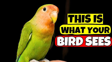 Your Bird Doesn’t See You As Human, It’s Deeper Than That!