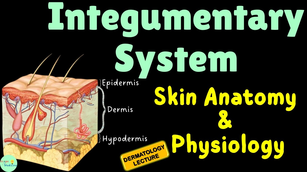 Кожная система – Анатомия и физиология кожи | Эпидермис – Дерма, придатки, слои