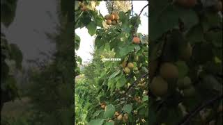 Muhteşem Bir Manzara & Muhteşem Bir Fon Müziği