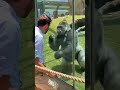 Mesmerized by a Gorilla | His Incredible Reaction Says It All #amazinganimals #gorilla #silverback