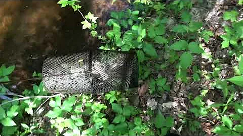 Minnow trapping- dog food vs. bread