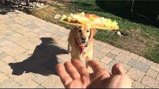 Fritz Learns To Catch Compilation #2