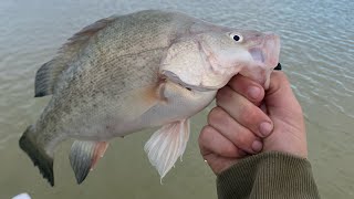 Taylors Lake Yellowbelly on Scope