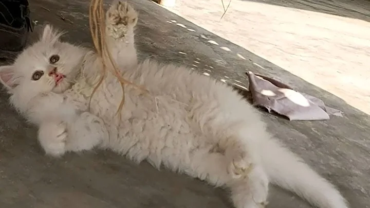 Watch the video about Cute Persian Kitten Compilation 2020|Scottish Straight Kittens Cleaning Each other Adorable Kittens