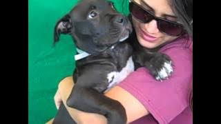 A4853842 Oatmeal | Pit Bull Mix Puppy