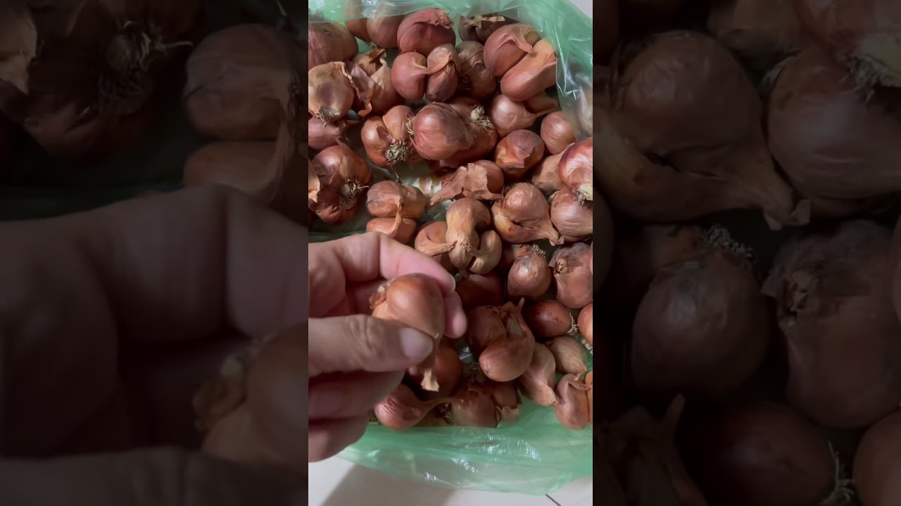 90세까지 쌩쌩하게! 오래 살고 싶으면 양파"무조건 이렇게.#food