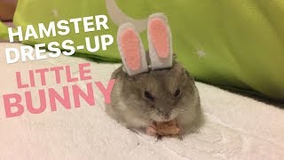 Hamster or Rabbit?! | Cute Hamster Dress-Up | Wukong_qq