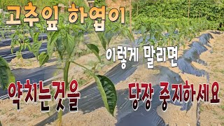 고추잎 하엽이 말리면 엽면시비를 당장 중지하세요