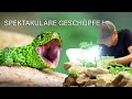 GARTEN FOTOGRAFIE genial❗️ Zauneidechse finden und fotografieren