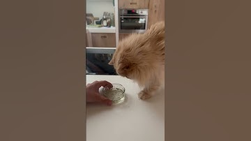 Funny Cat Joe on catnip #cats #funnycats #persiancat #catnip