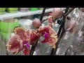 Много красивых сортовых орхидей в с.ц.Долина роз ( Махачкала).