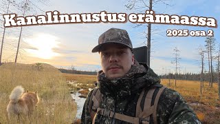 Kintujahti Suomenpystykorvalla 2025 Osa 2 Metsästys Ja Retkiruokaa