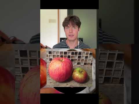 Goatis Contradicts Himself On "Man Made Fruit"