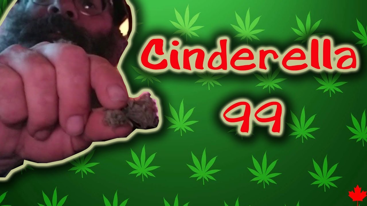 An Old Favorite Pot Strain - Cinderella 99