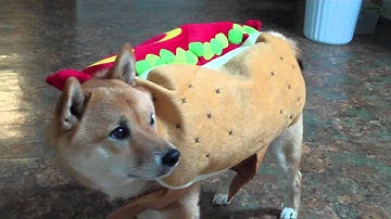 Live Stream + Open Lobby + IIWR Dual Wielding Preview