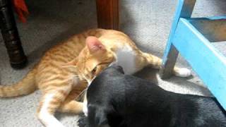 Imagen 117.avi