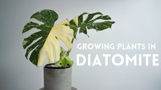 Switching My Variegated Monstera To Passive Hydroponics | Enlightened Gardener Ep. 2