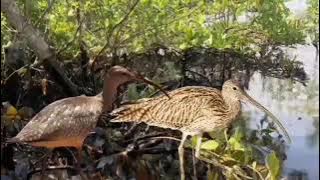 Suara pikat burung empang