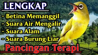 Pleci BETINA Memanggil Suara ALAM Air Mengalir dan Burung LIAR buat TERAPI Pleci dan Pancingan Pleci