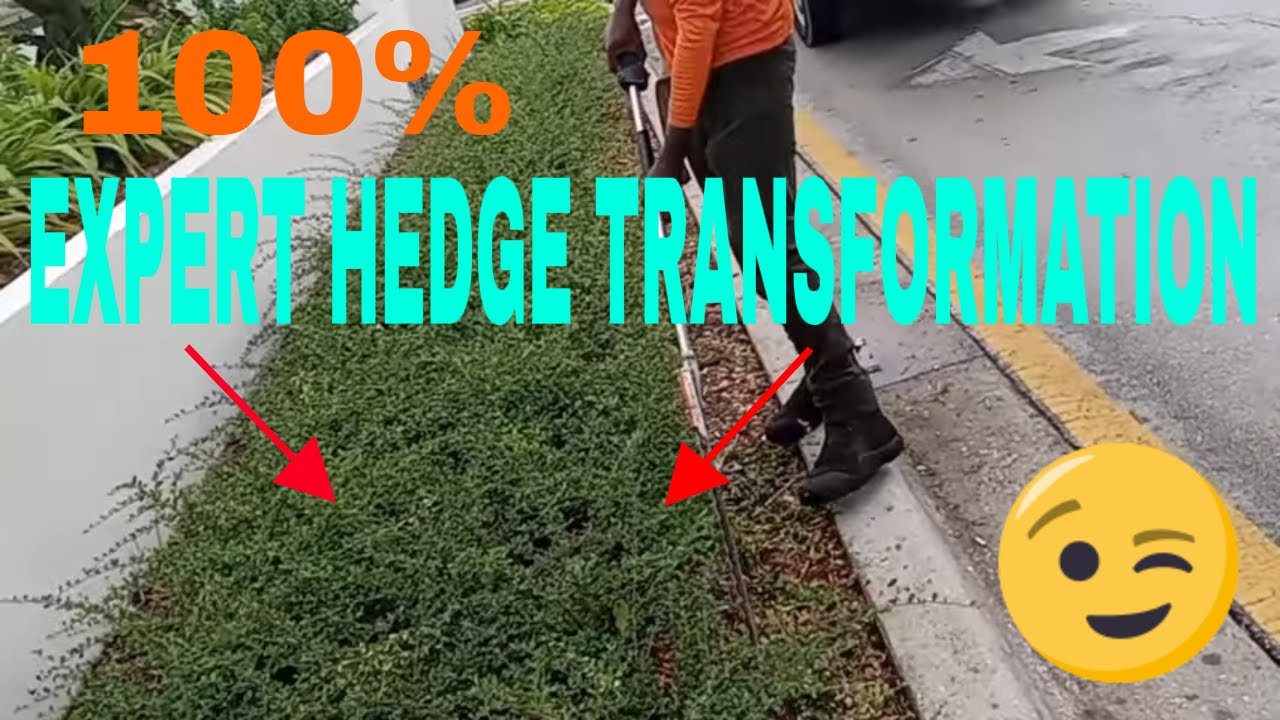 HOW TO TRIM & PRUNE AN OVERGROWN HEDGE LIKE A PRO (EPISODE 4) - YouTube