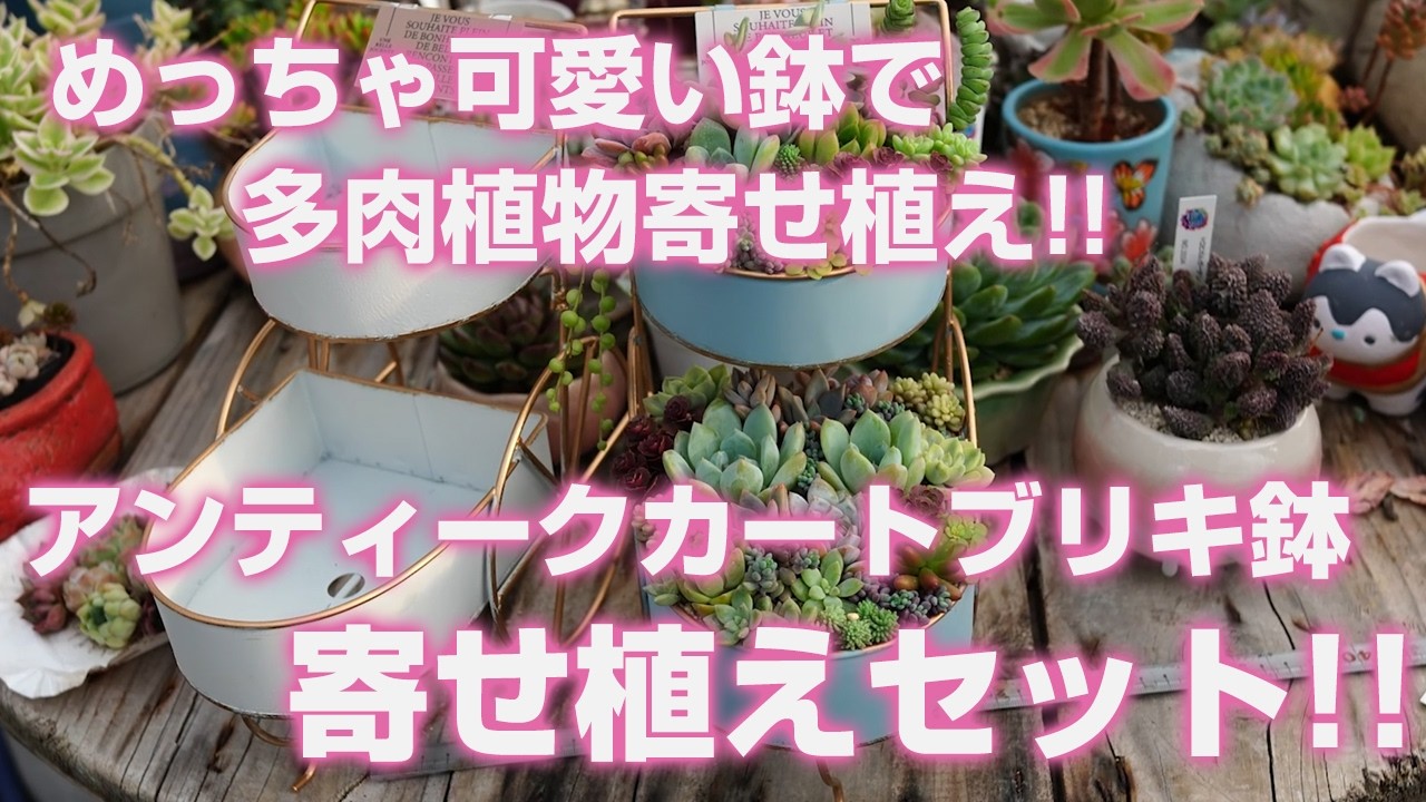 09/20/2026 [Succulents] Planting succulents in super cute pots