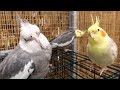 Cockatiels in the Aviary whistling and Singing | Cockatiel Sounds