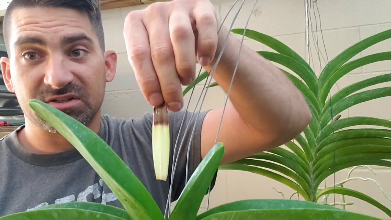 Crown rot in Vandas. Easy, but very controversial solution!!