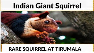 Indian Giant Squirrel At Tirumala Tirupati Malabar Giant Squirrelratufa Indica Tirupatisquirrel