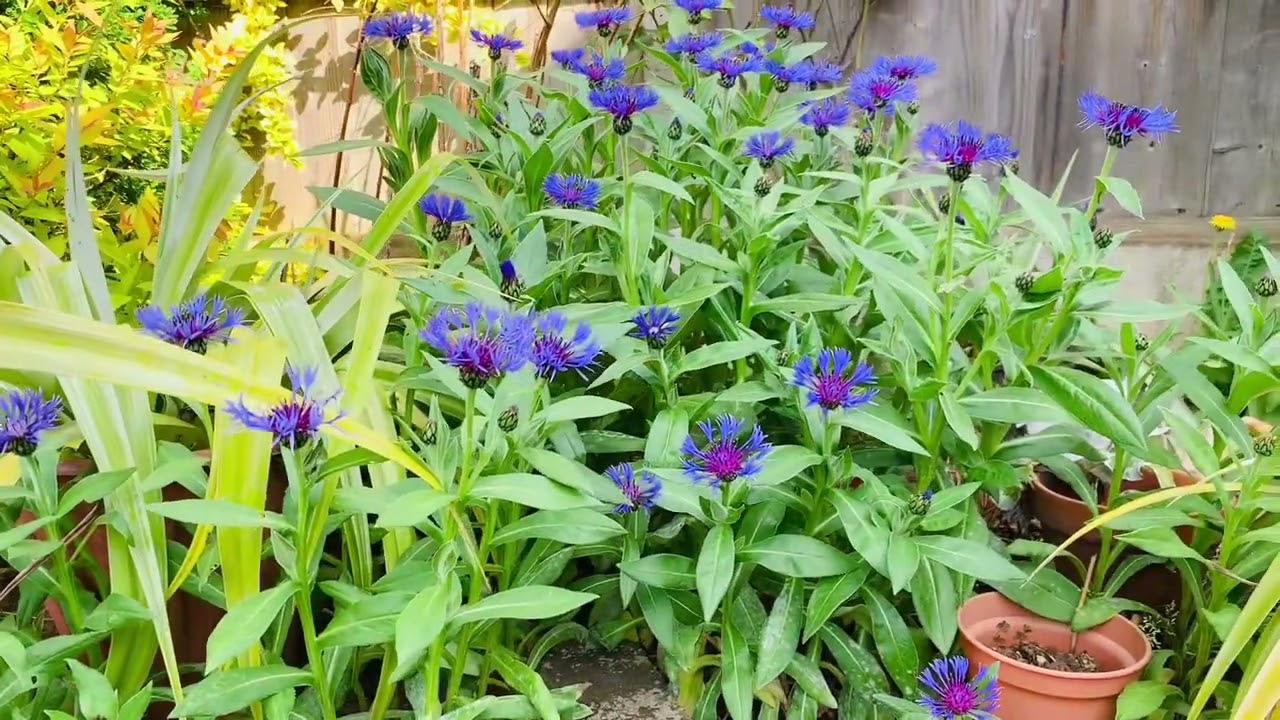 Corn Flowers Centaurea Montana.