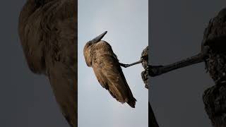 Hamerkop bird sound