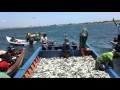 Pescando Sardinas II Margarita - Jorge Freites