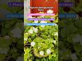 बस तीन काम मोगरा फूलों से भर जाएगा#gardeningwithsunita #shorts#mograflo #flowers