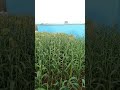 video pura dekho...
