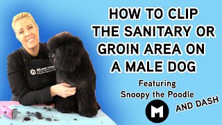 How to clip the sanitary or groin area on a male dog