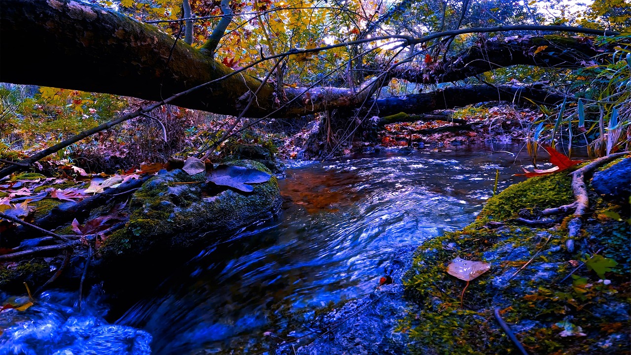 10 Hours Forest Stream & Birdsong 🌲 Nature White Noise for Sleep, Study & Meditation