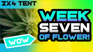 Mack' Buds: Flushing Techniques for Perfect Harvest Time!