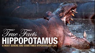 True Facts: Hippopotamus by Ze Frank 2,124,936 views 1 year ago 12 minutes, 23 seconds