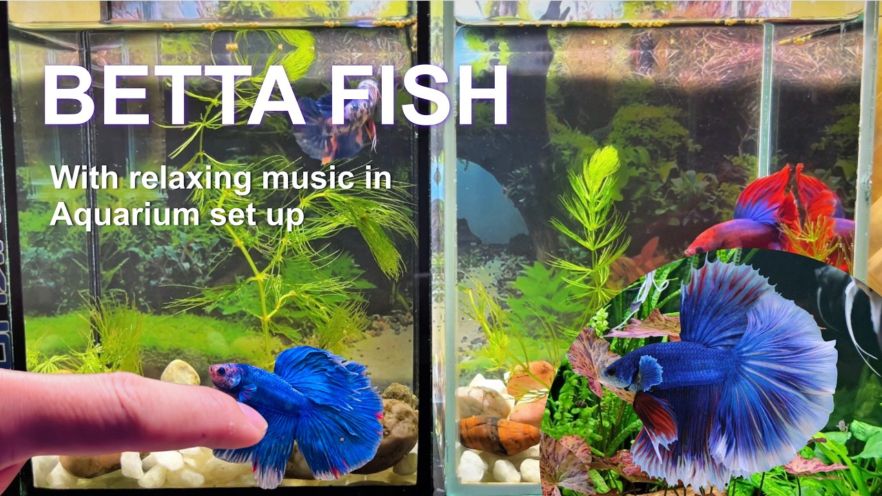 Rare Beautiful Betta Fish Aquarium Setup: Koi, Ranchu, and Tropical Fish I #explore168