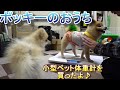 【ポメラニアン子犬】小型ペット体重計を買ったよ♪【Pomeranian Puppy】