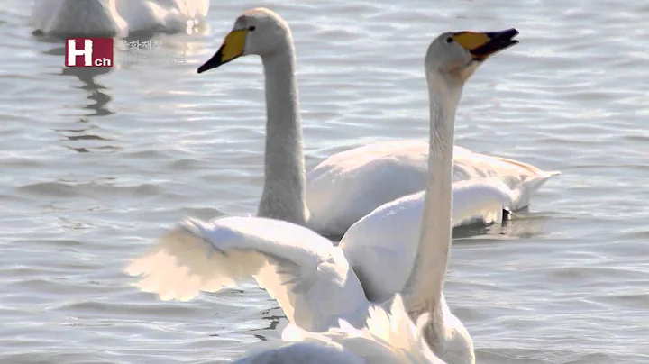 [TVZONE]Habitat for Migratory Birds at the Estuary of the Nakdong River - DayDayNews