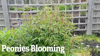 Timelapse of Peonies Blooming with Support