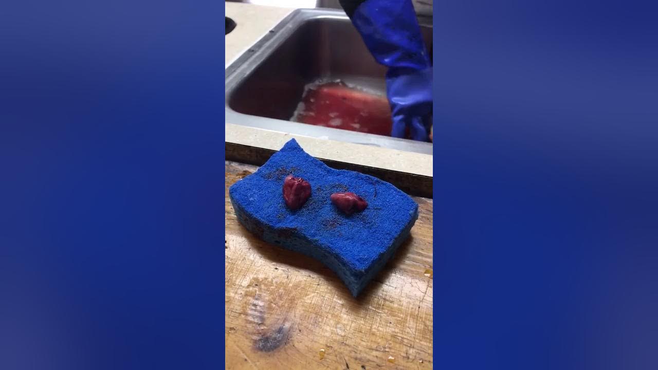 Trout heart still beating 🤭 YouTube