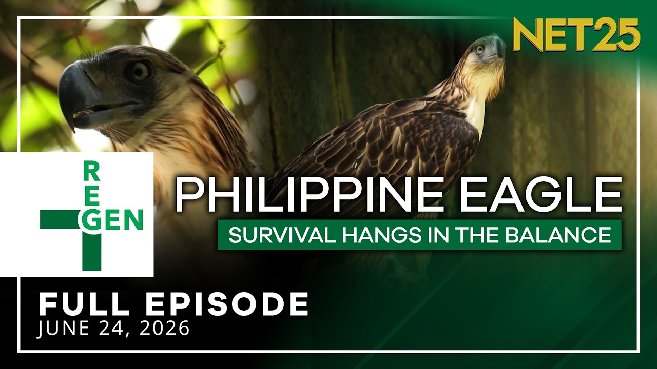 Philippine Eagle Conservation: A Shared Responsibility