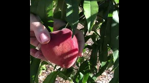 Lessons with Lela - The Dosatron Family Farm Part 2