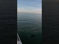 1st for me! Spinner Shark got hooked up. Crazy cool though it snapped my buddy almost immediately.