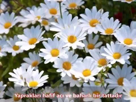 Video: Papatya çiçeği Yatağı