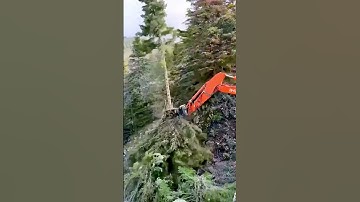 The process of pruning branches   good machinery and tools can increase work efficiency